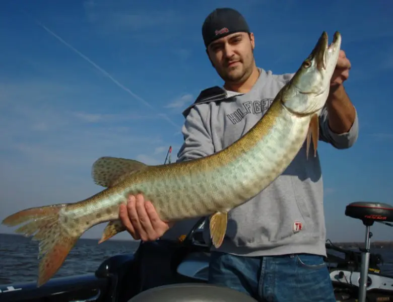 huge musky green bay
