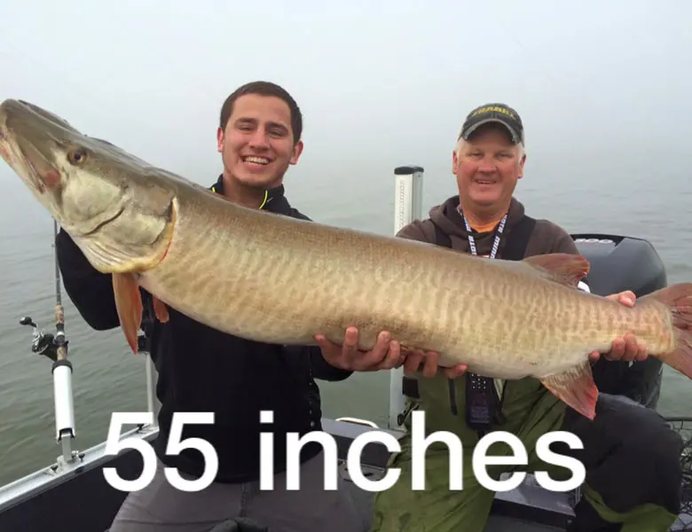 55 inch musky with musky guide bret alexander