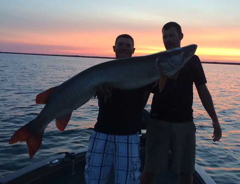 late day musky with guide