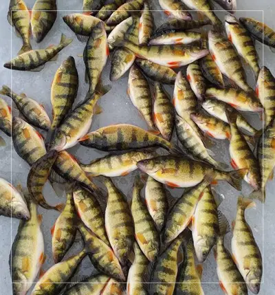 page-photo-fishing-photos-fish best ice fishing guide for pearch sturgeon bay